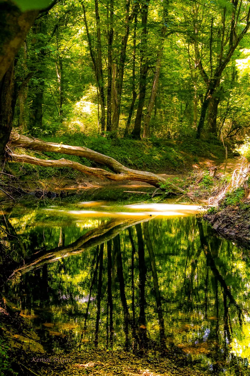 De uiterbossen van Igneada: het oeverbos en de meren van Kırklareli