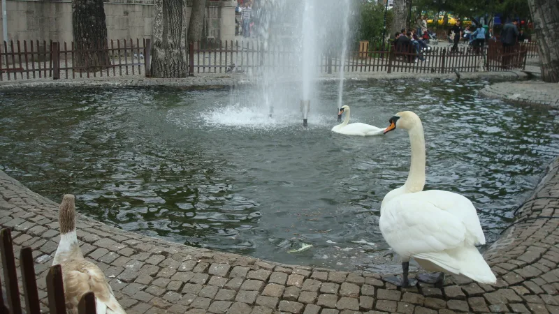 حديقة كوغولو (Kuğulu Park) — البجع في قلب أنقرة