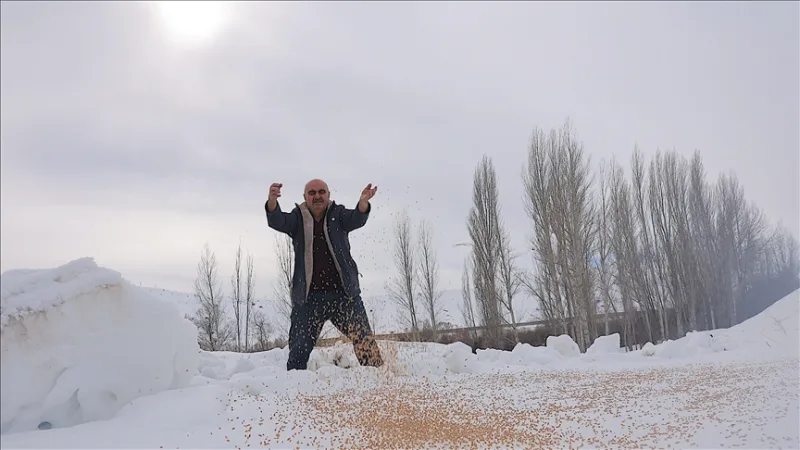 Žiemą gamtai palieka 10 tonų grūdų, kad 