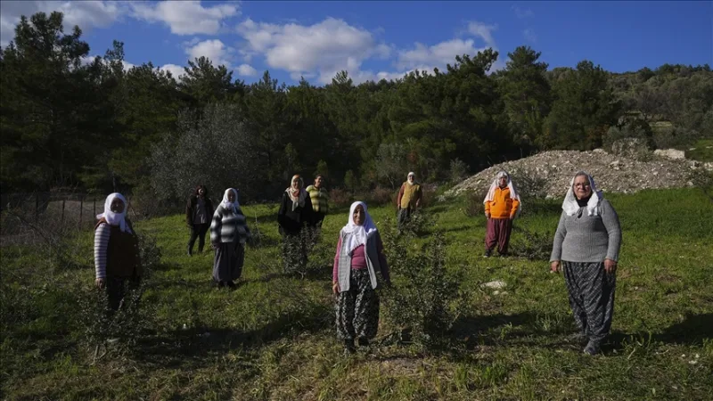 Pusiasalio moterys atgaivino savo gamtos paveldą - mastikos medį