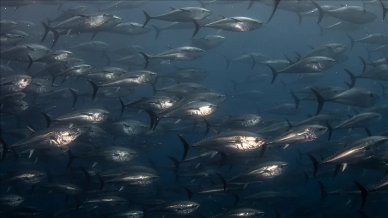 The current system for tuna fishing will continue at the industry’s request