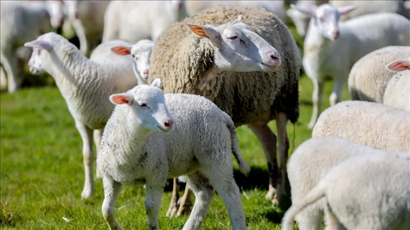 Applications for the 