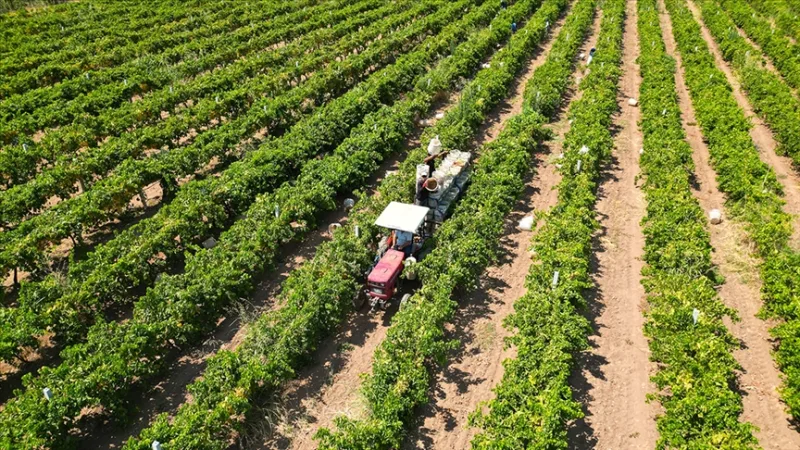 Сегодня фермерам будет выплачено около 17,4 миллиарда лир в рамках программы поддержки сельского хозяйства