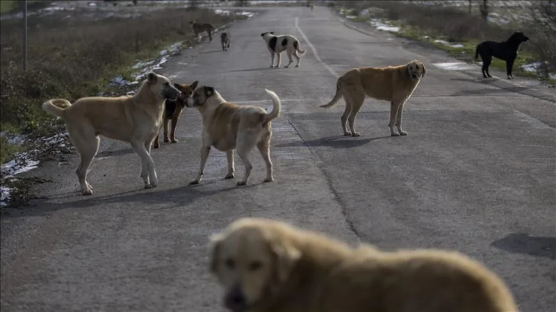 Schreiben des Gouverneurs von Istanbul an die Gemeinden bezüglich der Einfangaktion für streunende Hunde