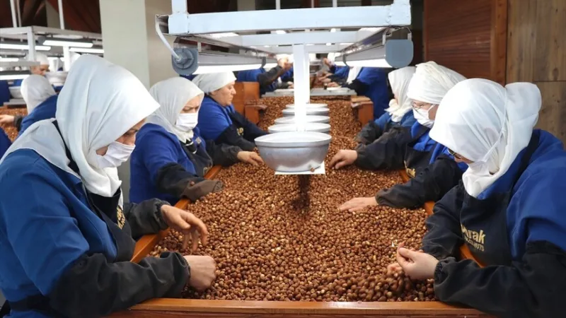 Vrouwelijke werknemers in Giresun en Ordu leverden de grootste bijdrage aan de export van hazelnoten