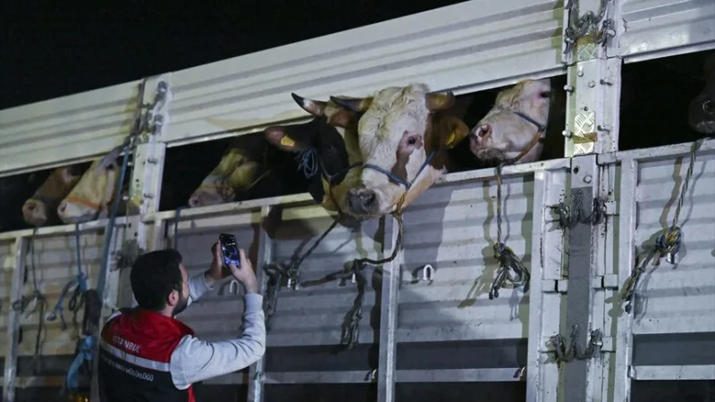 De invoer van slachtdieren naar Istanbul is begonnen